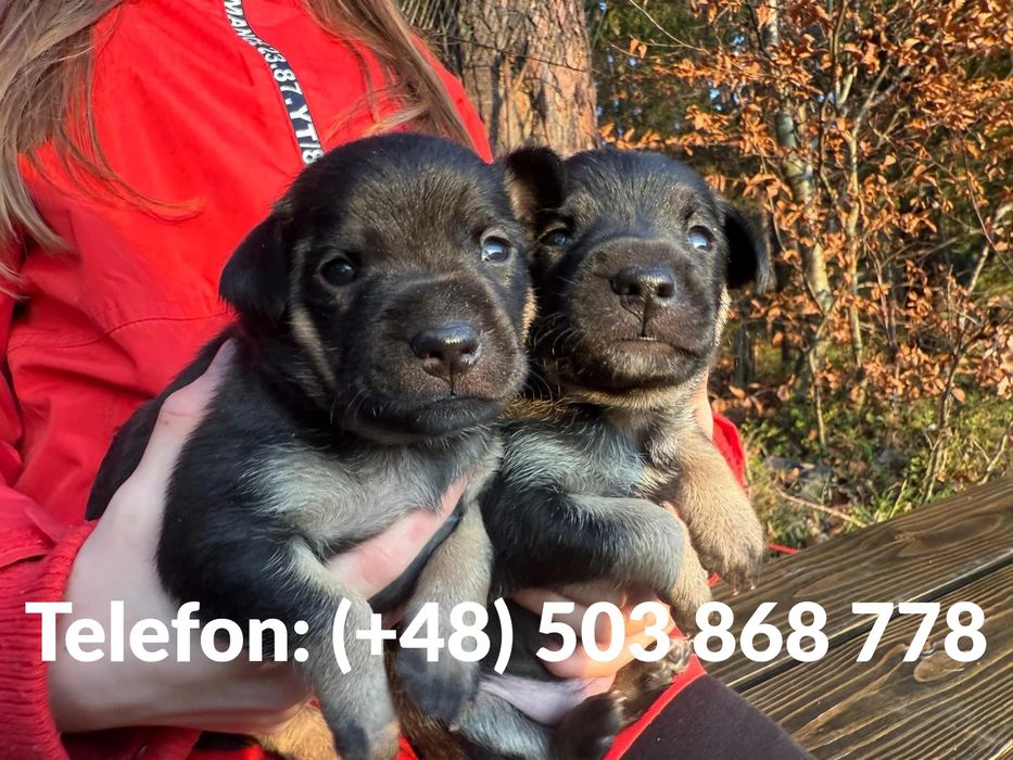 Podwójne szczęście na święta - dwa szczeniaczki szukają domu