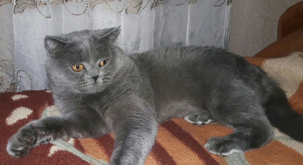 Британец приглашает на вязку