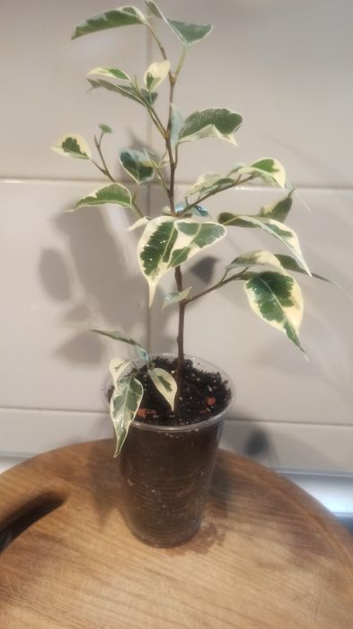 Давно растущий черенок фикуса Старлайт