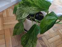 Zestaw epipremnum