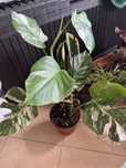 Monstera variegata