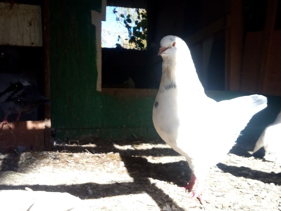 Gołębie Kingi sprzedam