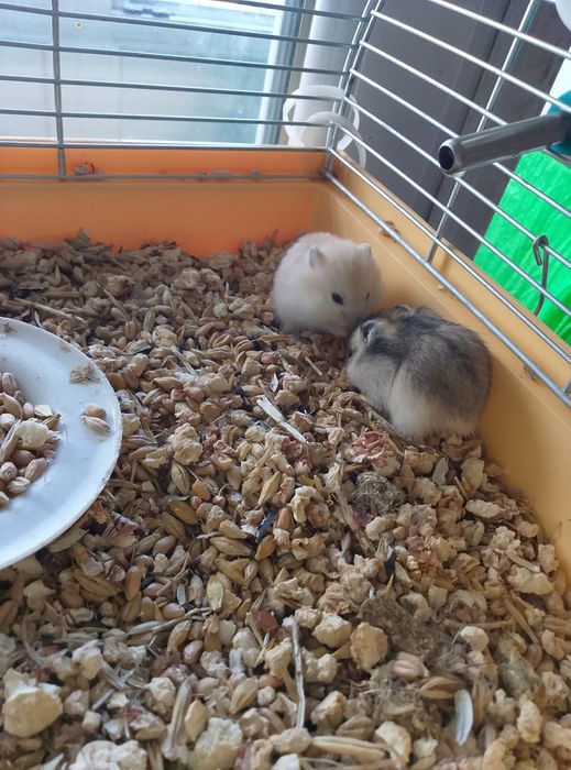 Джунгарские хомячки