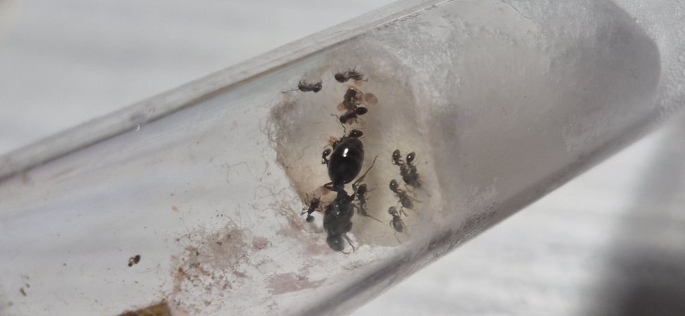 Tetramorium caespitum Q+10/15w +potomstwo
