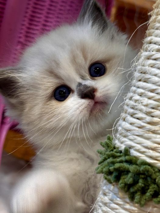 Kocurek Ragdoll - Chrupcio