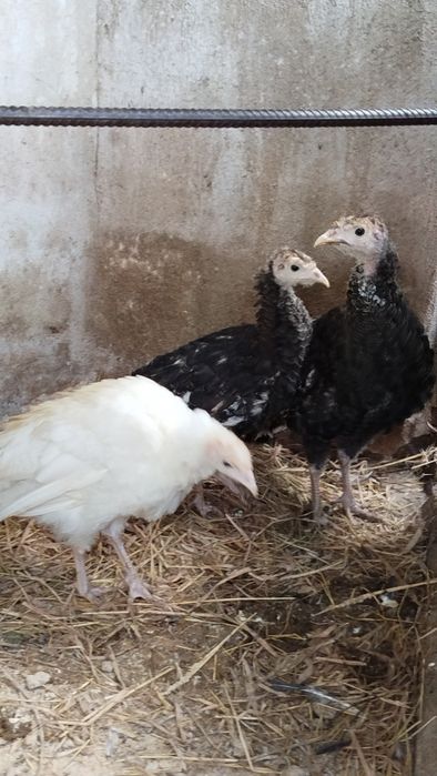 Perus jovens já grandes