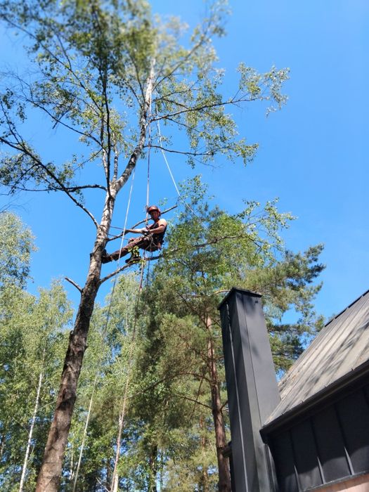 Wycinka i pielęgnacja drzew, przycinanie, korekta gałęzi