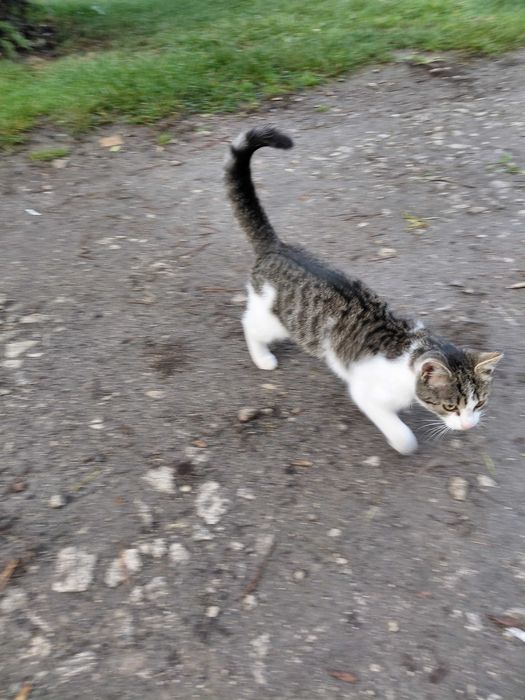 Oddam zadbana młoda kotkę.