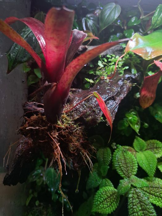 Paludarium / Terrarium / Vivarium Repti Planet 45x45x60