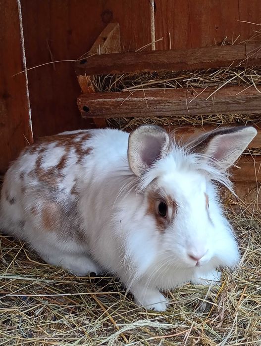 Króliki miniaturki.