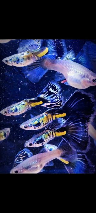 Gupik gupiki Galaxy blue tail