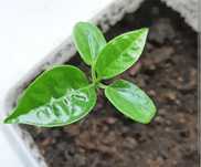 Planta de maracujá roxo