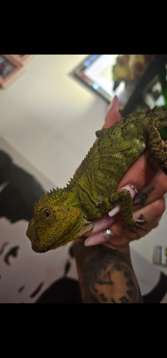 Gonocephalus chamaeleontinus agama ostroglowa larytas wśród jaszczurek