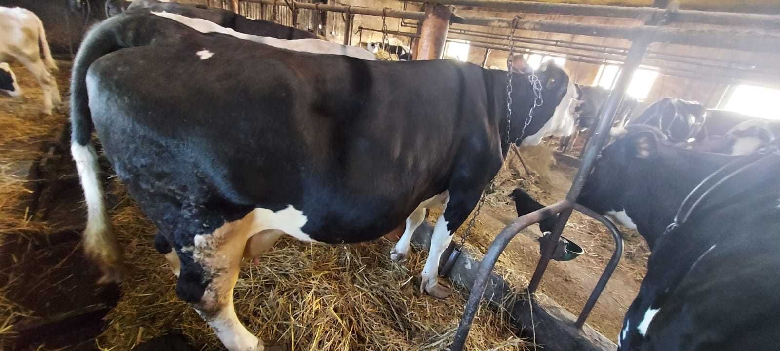 Krowa mięsno - mleczna