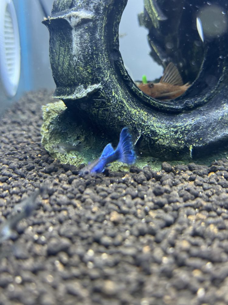 Guppys lazuli dumbo casal