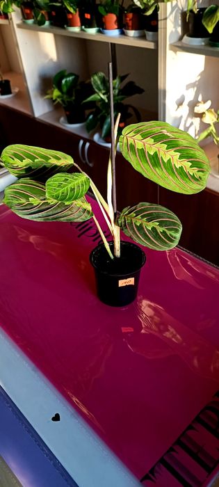 Продам Маранту 140 грн