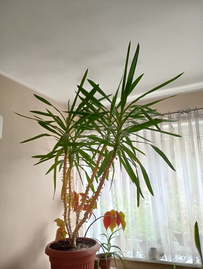 Roślina doniczkowa Yuka  170 cm wysokości