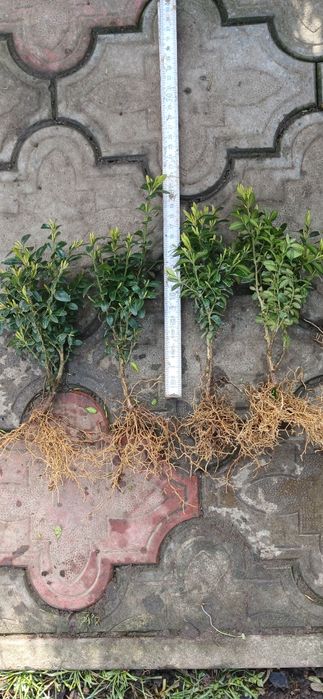 Стрижений бордюрний самшит