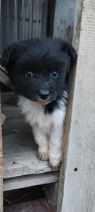 Oddam za darmo szczeniaczka