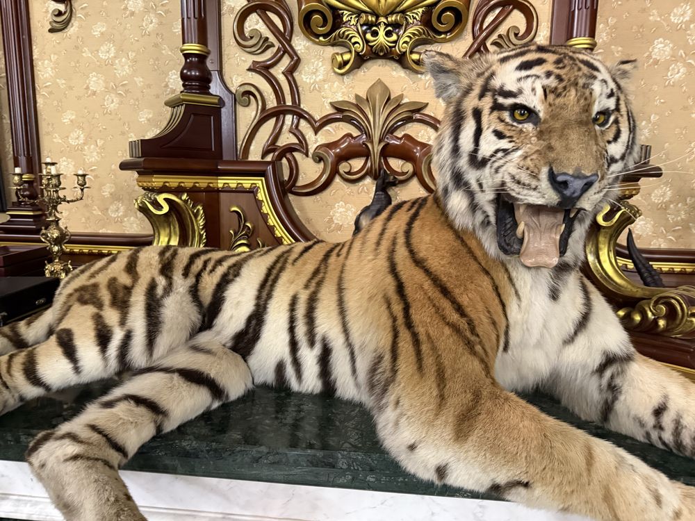 Чучело тигра в идиальном состоянии