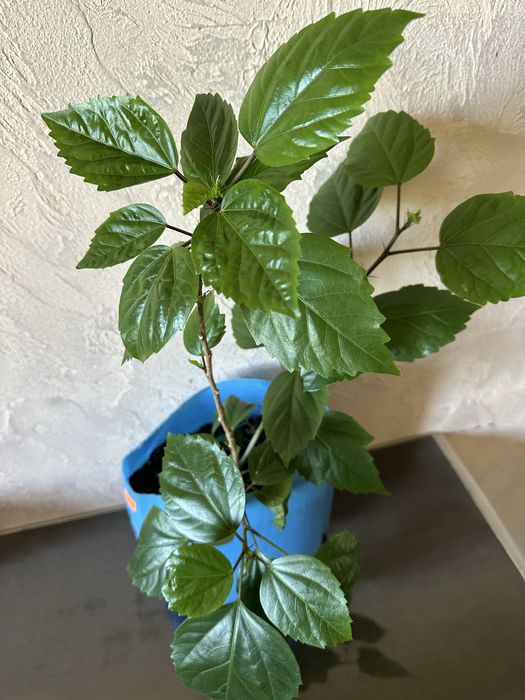 Гібіскус - китайська роза.