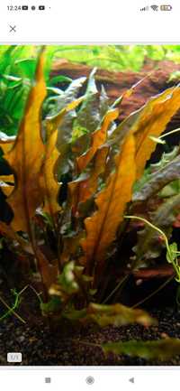 Zestaw kryptokoryn łatwych roślin akwariowych