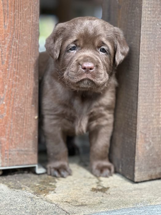 Labrador Retriever czekoladowe szczenieta