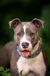 Piękna DIORA w typie pitbull amstaff szuka domu!