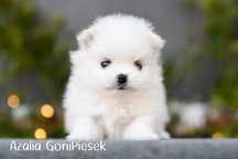 Szpic Miniaturowy Pomeranian Mini Biały