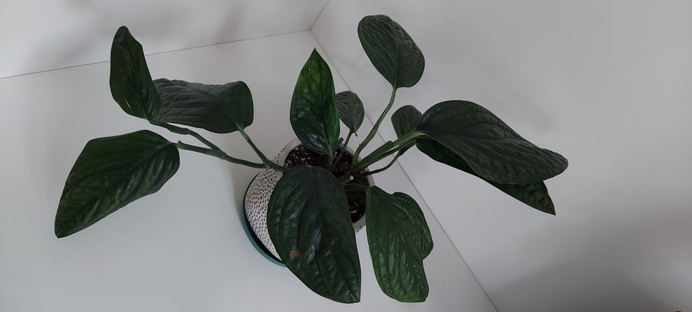 Monstera karstenianum roślina doniczkowa