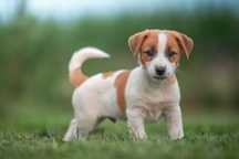 Wyjątkowy gładkowłosy piesek Jack Russell FCI – domowa hodowla, ZKwP