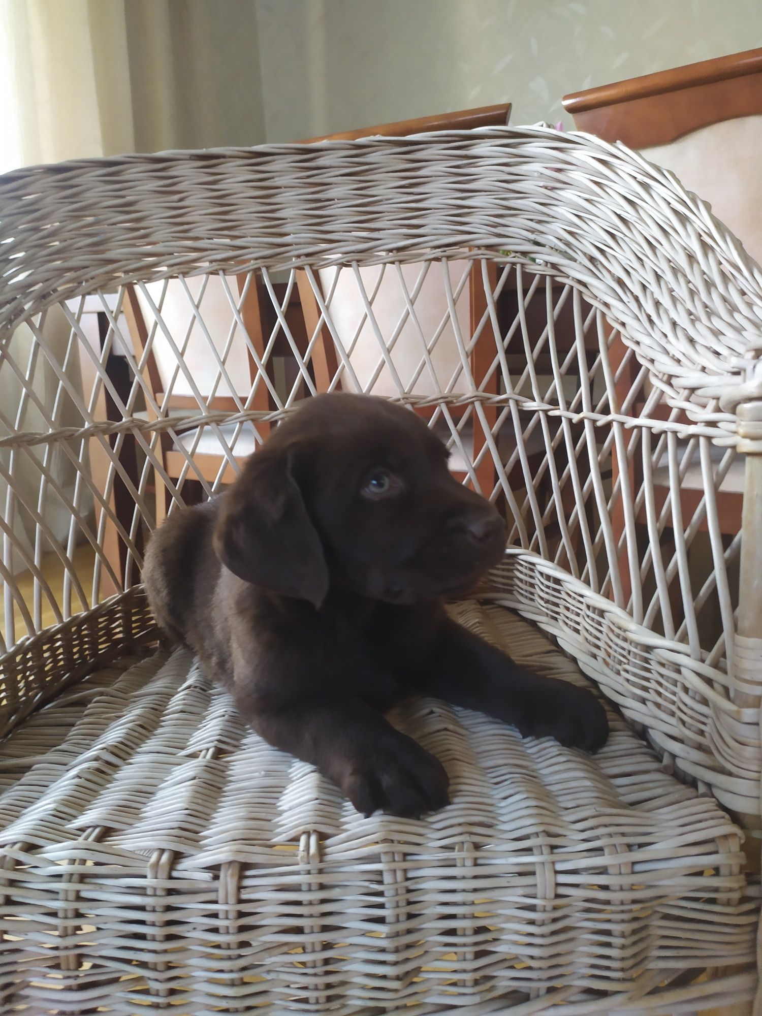 Labrador retriever