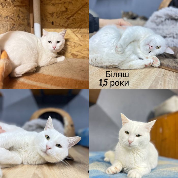 Приезжайте в приют выбирать котика бесплатно