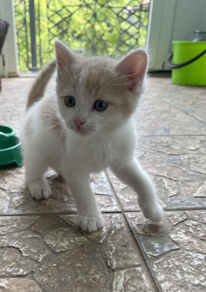 Пухнастий котик…