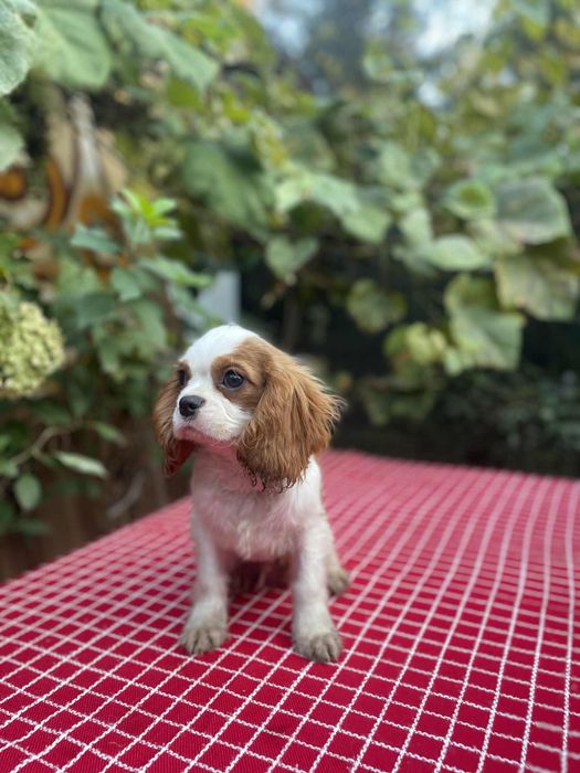 Cavalier King Charles Spaniel blenhiem samiec pies chłopiec biały brąz