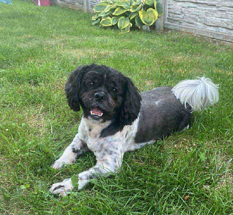 Strzyżenie psów GROOMER