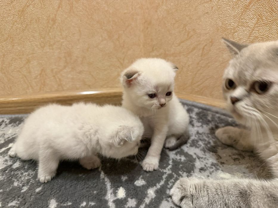 Висловуха дівчинка фолд