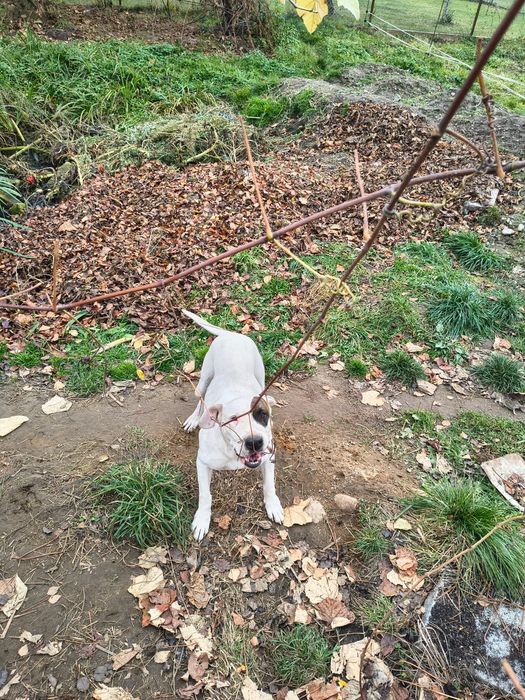 Suczka dog argentynski