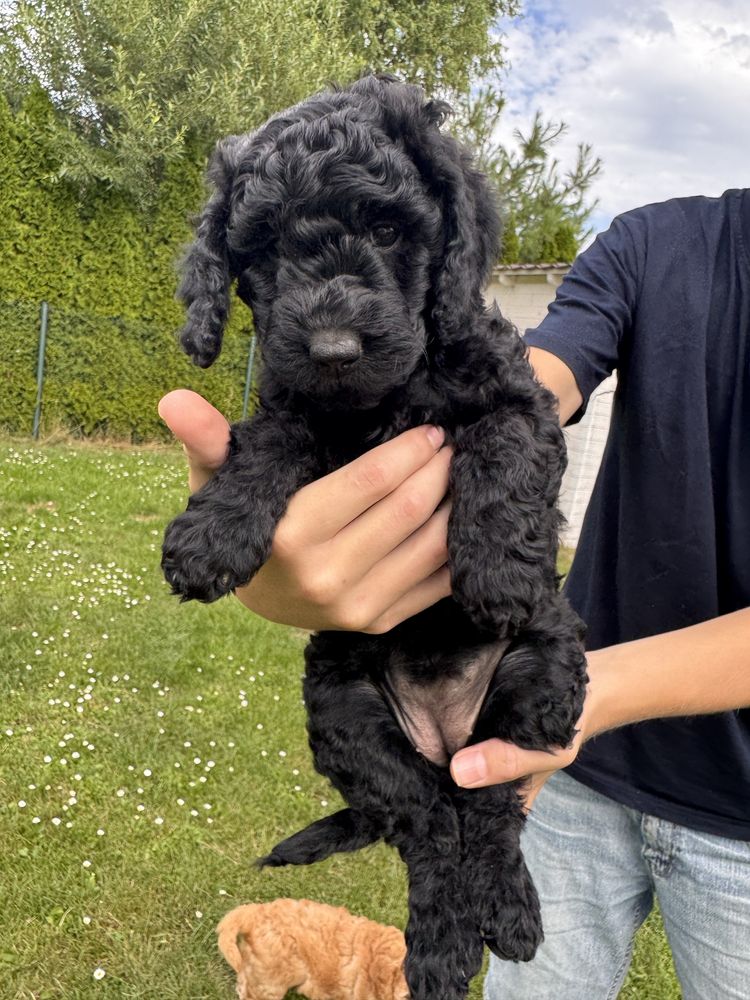 Przecudna suczka Golden Doodle F1b mini/ medium