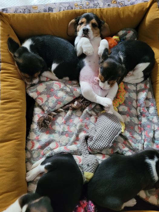 Beagle   slicze piesek