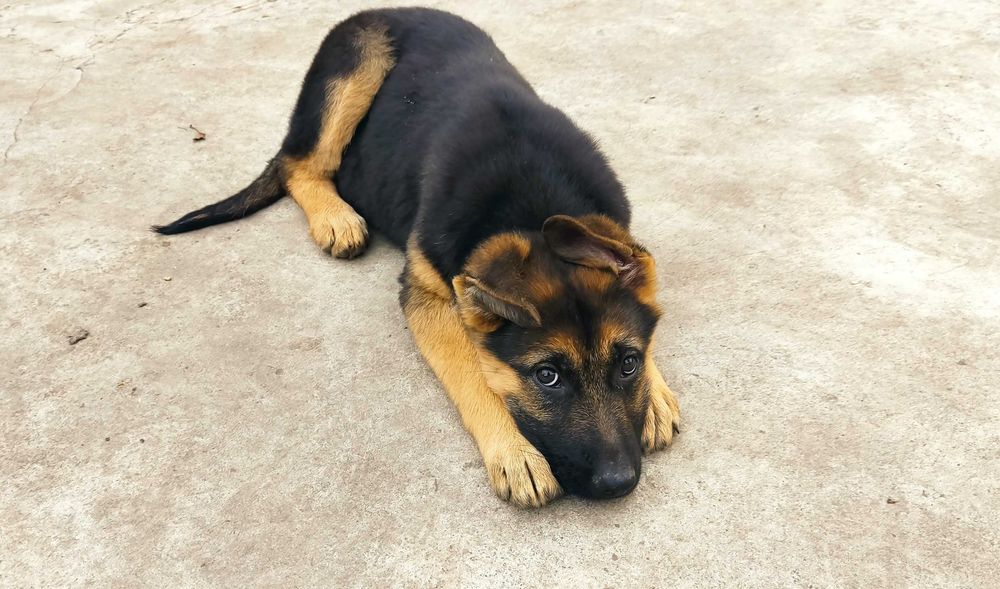 Цуценята породи Німецька вівчарка