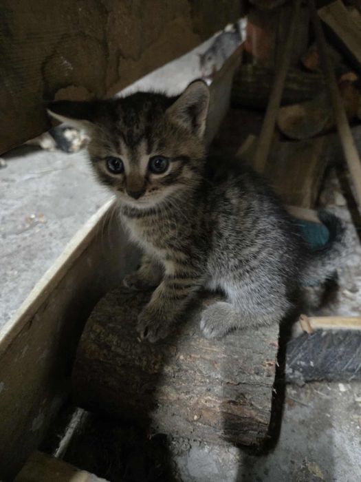 Oddam kotka 7 tygodni