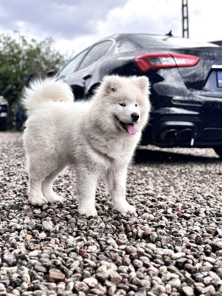 Samoyed Samojed suczka