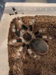 Nhandu coloratovillosus samica