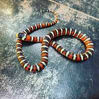 Пиромелана - молочная красная змея Lampropeltis pyromelana pyromelana.