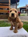 Cocker spaniel angielski