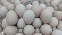 Duże jaja kurze do sprzedaży