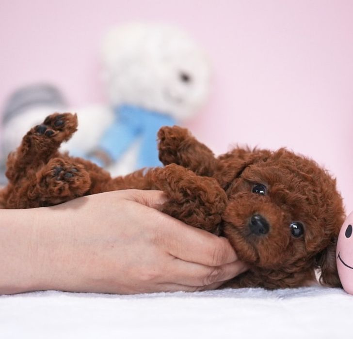 Хлопець той пудель.   ред браун