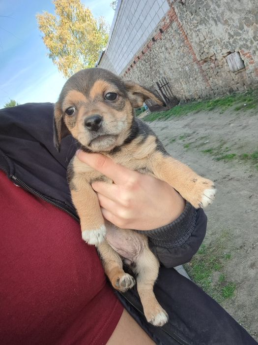 Oddam pieski kundelki