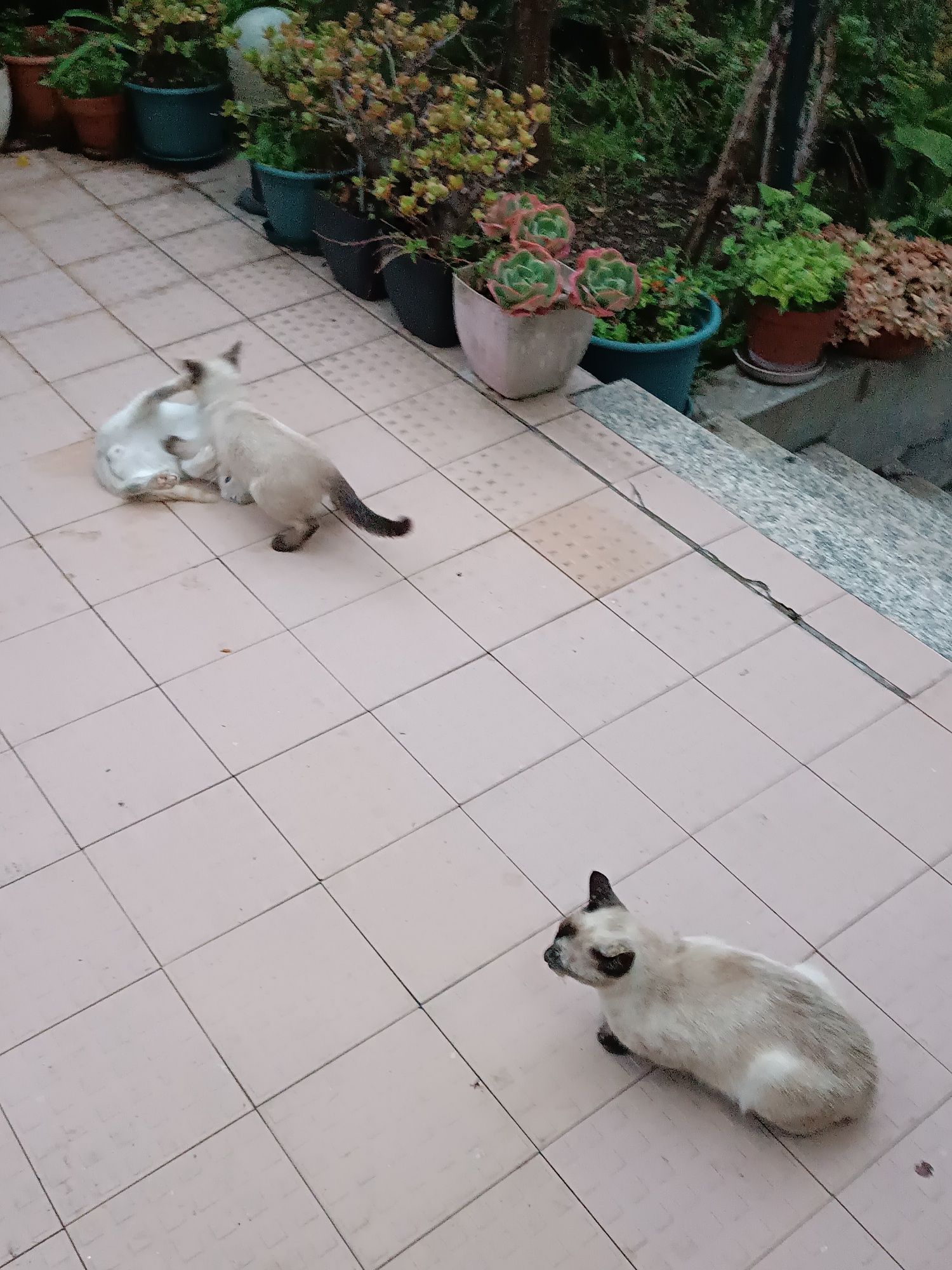 Gatinhos para uma Adoção Responsável